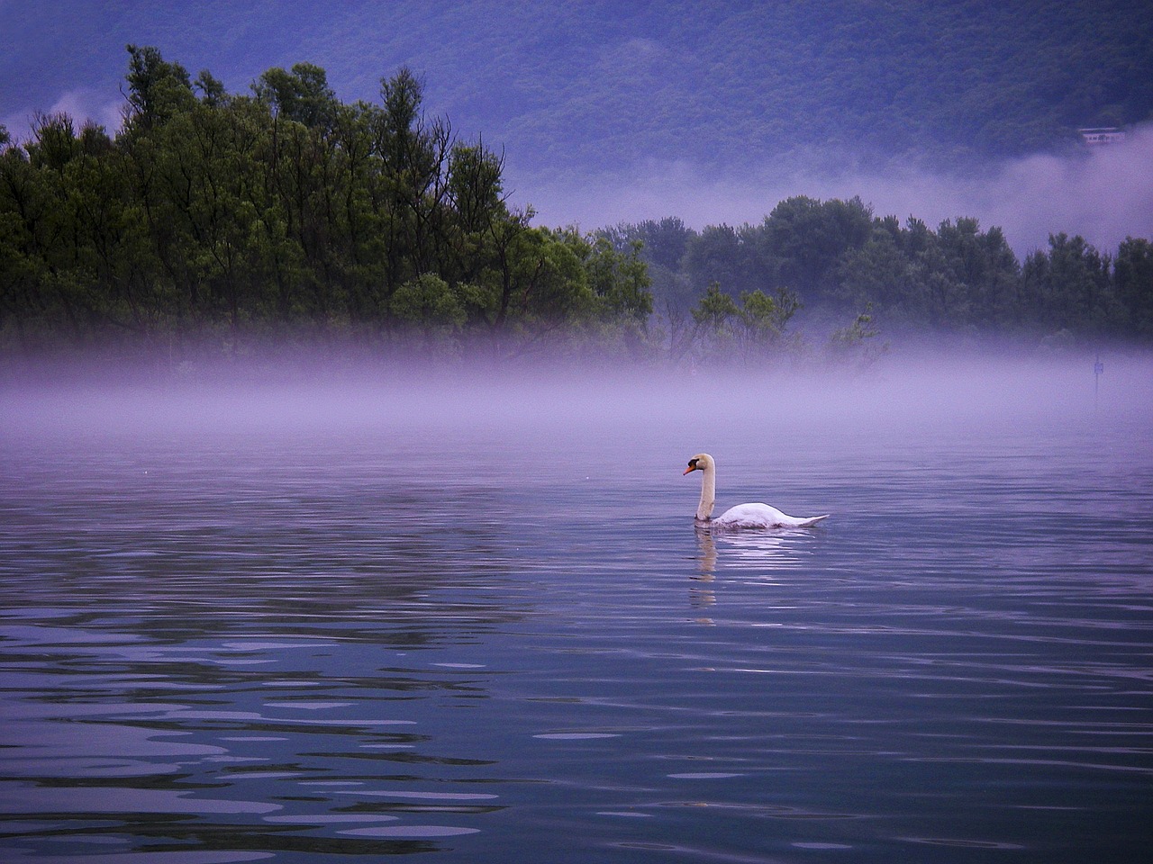 Cigno, Lago Maggiore