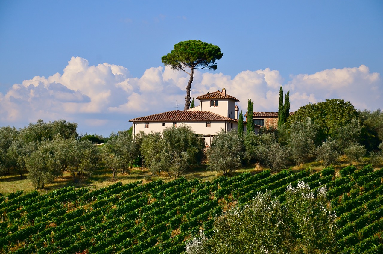 vigneto in una campagna toscana