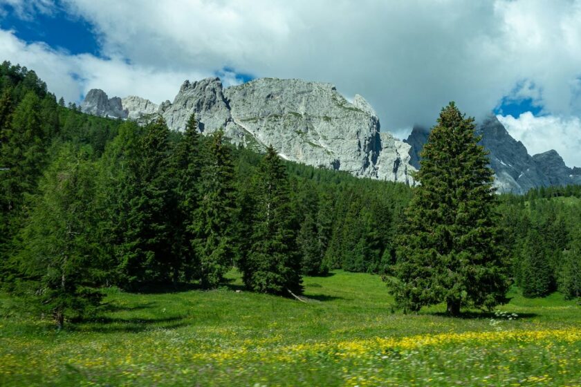 Vista panoramica di un prato verde con alberi e montagne in Trentino durante una giornata soleggiata